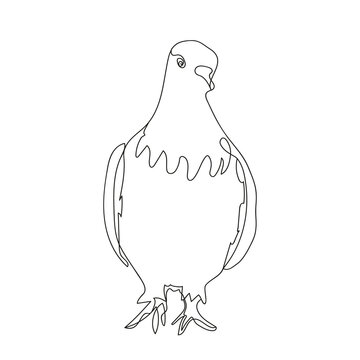 recommend clip art: Pigeon one line drowing. Beautiful, calm dove walking forward.
