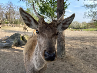 Portrait of a red deer standing on a meadow and looking at the camera. Beautiful wild animal with big eyes and long ears