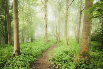 A nature walking trail through ethereal, atmospheric forest scenery with moody woodland fog and mist on a summer morning in Aberdour, Fife, Scotland, UK.