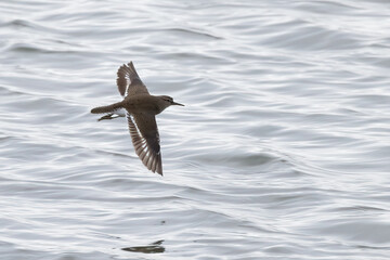 Common sandpiper