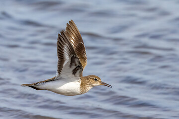 Common sandpiper