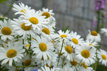 Fototapeta premium real chamomile flowers in summer on a meadow
