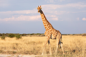 giraffe walking in the Etosha  savannah
