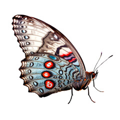 Beautiful butterfly isolated.Saturnia pavonia.turquoise butterfly.Moth. AI Generated
