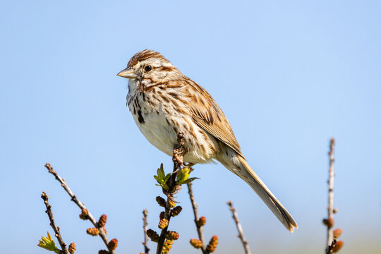 Song sparrow (Melospiza melodia) perches atop a tree branch against a blue sky