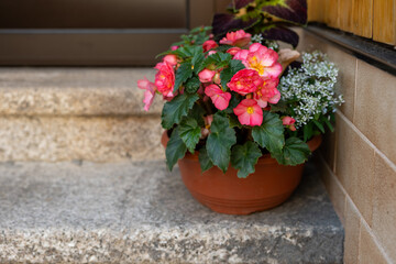 flower pot in summer on a stone staircase