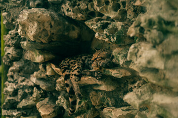Geoffroy' cat Leopardus geoffroyi laying on its rock