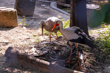 Obraz premium Biopark - Zoo of Rome. Family day together to discover wild animals from all over the world. Amazement and wonder in front of curious animals. storks in their habitat feed the cubs in the nest.