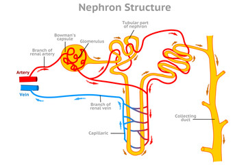 Nephron structure, working system. Functional kidney diagram. Glomerulus, bowman capsule, proximal convoluted tubule capillary, network descending, loop henle. Direction arrows. Illustration vector - obrazy, fototapety, plakaty