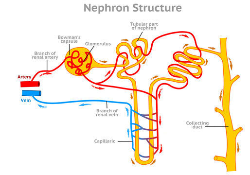 Nephron structure, working system. Functional kidney diagram. Glomerulus, bowman capsule, proximal convoluted tubule capillary, network descending, loop henle. Direction arrows. Illustration vector