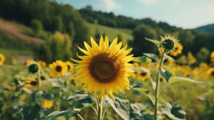 sunflower farm field.Neural network AI generated.