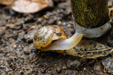 little brown and yellow snail climbs on a stick