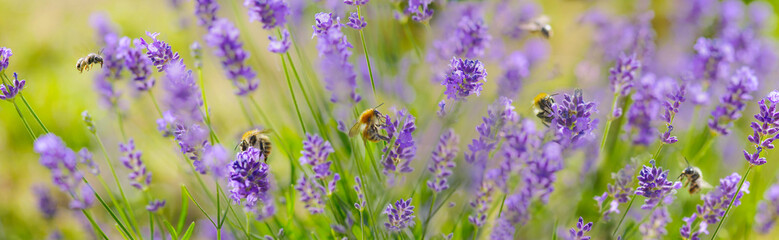 beautiful panoramic view on  scenic nature with honey bees collecting pollen in flowers of lavender in a garden