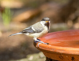 Coal tit small bird having a drink of water on a very hot day in the forest