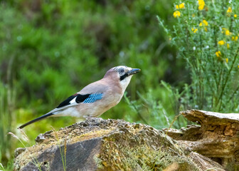 Beautiful Jay, colourful corvid bird in the green forest woodland 