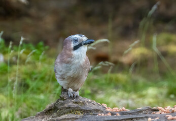 Beautiful Jay, colourful corvid bird in the green forest woodland 