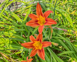 Two Orange Daylily Blooms on a Summer Day, York County Pennsylvania USA