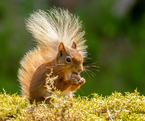 Cute scottish red squirrel in the woodland in summer with yellow daisies eating a nut 