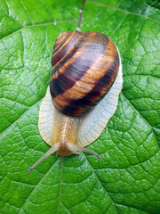 Snail grape on a green leaf