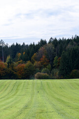 field in the morning