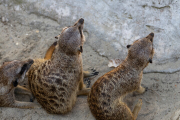 Biopark - Zoo of Rome. Family day together to discover wild animals from all over the world. Amazement and wonder in front of curious animals. family of meerkats play and observe the environment.