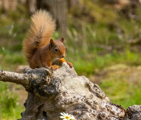 Cute scottish red squirrel in the woodland in summer with yellow daisies eating a nut 
