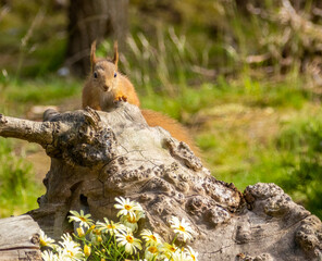 Cute scottish red squirrel in the woodland in summer with yellow daisies eating a nut 