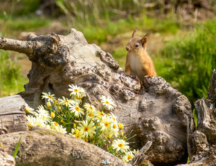 Obraz premium Cute scottish red squirrel in the woodland in summer with yellow daisies eating a nut 
