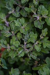 Close up of aster flower plant in the pot