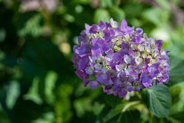 Close up of blooming Hydrangea