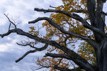 tree branches against blue sky