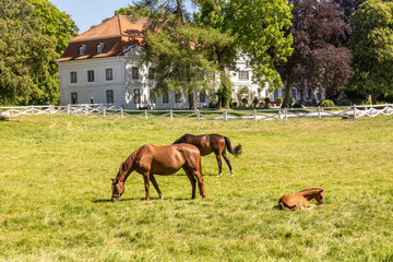 Trakehner Stuten mit Fohlen auf der Weide vor dem Torhaus in Gut Panker