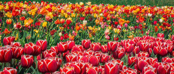 Holland tulip festival, Michigan