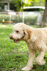 close up fluffy fatty fur white brown Poodle face with dog leash playing in dog park 