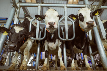 milking equipment at cow farm, farming concept