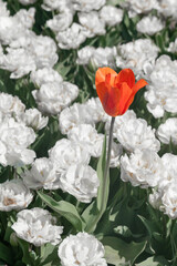 Obraz na płótnie Canvas Holland tulip festival, Michigan