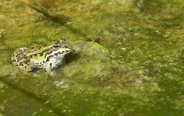 A marsh frog sitting in the water