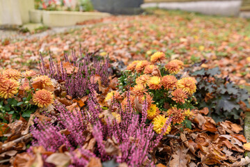 autumn leaves on the ground