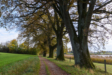 trees in the park