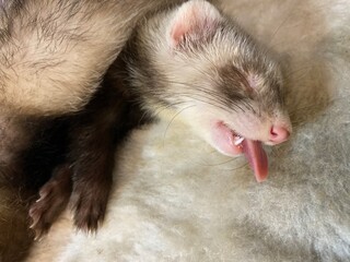 ferret on a white background