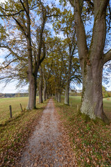 Naklejka premium path in autumn