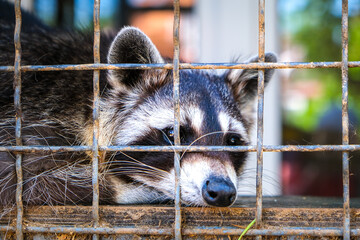 Sad raccoon lying in a cage in a zoo, environmental photo, animal protection © Виталий Головенько