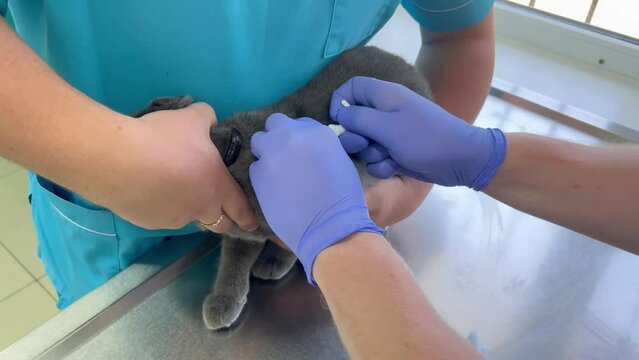 Chipping a cat in a veterinary clinic. A modern way to identify pets