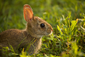 Morning Rabbit