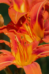 Orange Lily