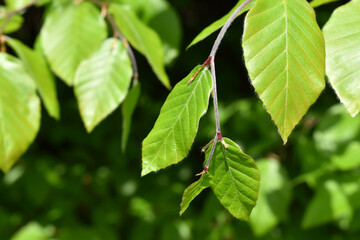 Young leaves of beech tree, Fagus, green branch with leaves, close up view on natural background - obrazy, fototapety, plakaty