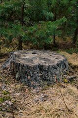 Tree stump in the forest