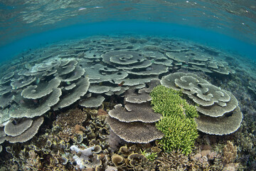 Fragile corals thrive on a coral reef in Komodo National Park, Indonesia. This tropical region is home to extraordinary marine biodiversity and is a popular area for scuba diving and snorkeling.