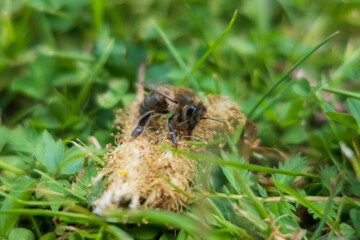 Bee collecting pollen close-up, top view