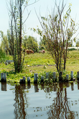 Chinampas